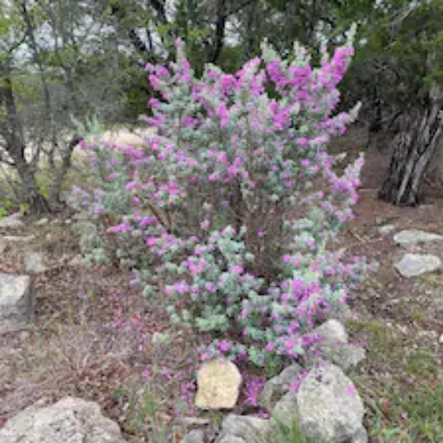 Entire 2Br 2Ba Hilltop View Home Sleeps 7 Pets 4 Acres Jacuzzi Central Ac Kingbeds Free Wifi-Parking Kitchen Washerdryer Starry Terrace Two Sunset Dining Patios Grill Stovetop Oven Fridge Onsitewoodedhiking Wildlife Coveredpatio4Pets & Birds Singing! Marble Falls Exterior photo